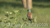 Video of European Roller - European Roller hunting insects in field near to Shabla lake in nest period